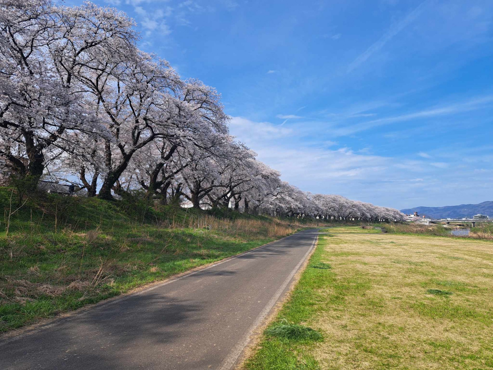足羽川桜並木を次世代へつないでいくための取り組みについて