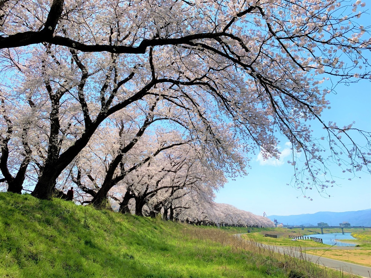 足羽川桜並木（昼）