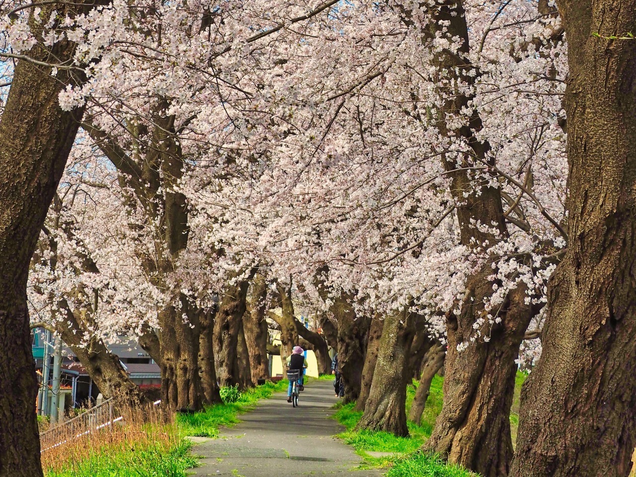 足羽川桜並木（桜のトンネル）