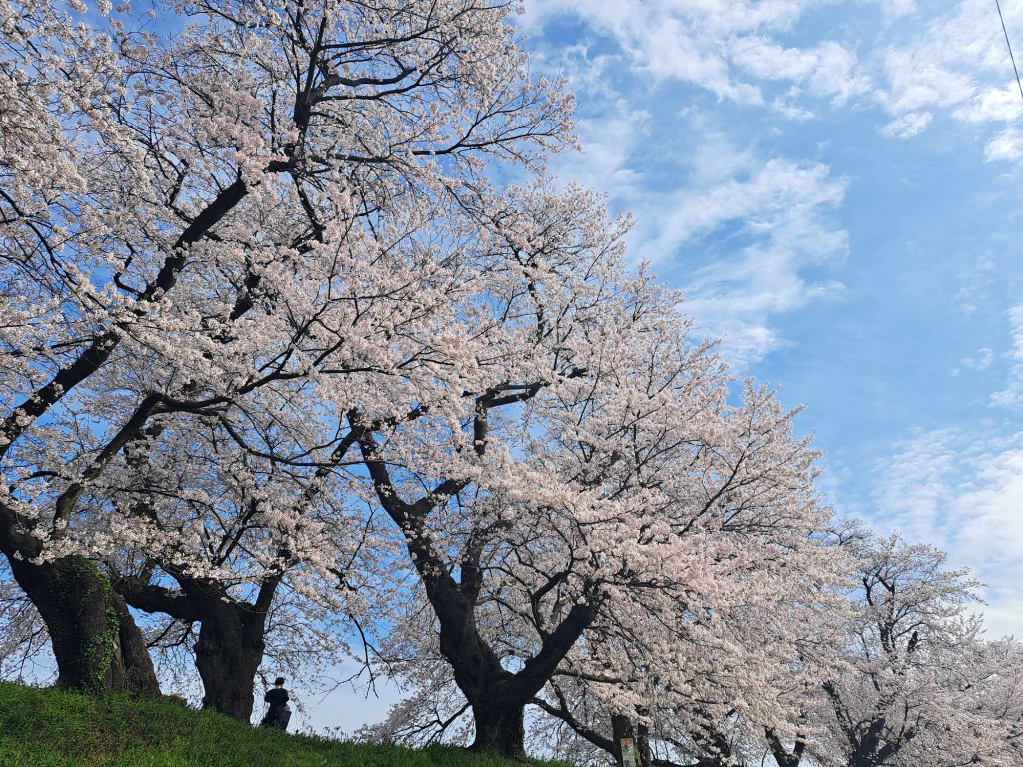 足羽川の桜並木