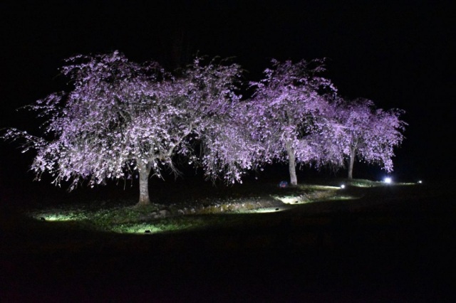 えちぜん朝倉糸桜まつり